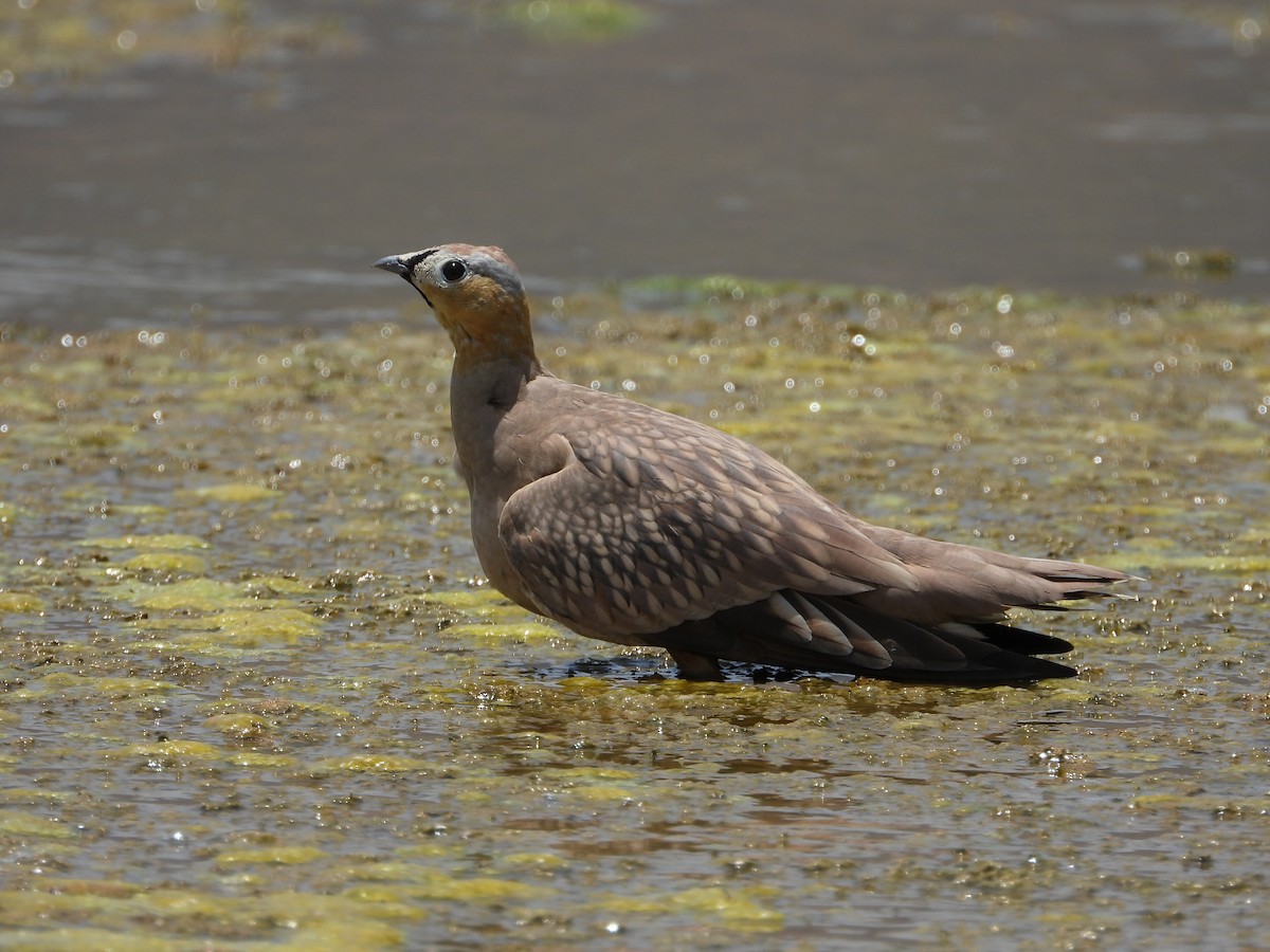 Crowned Sandgrouse - ML245929621