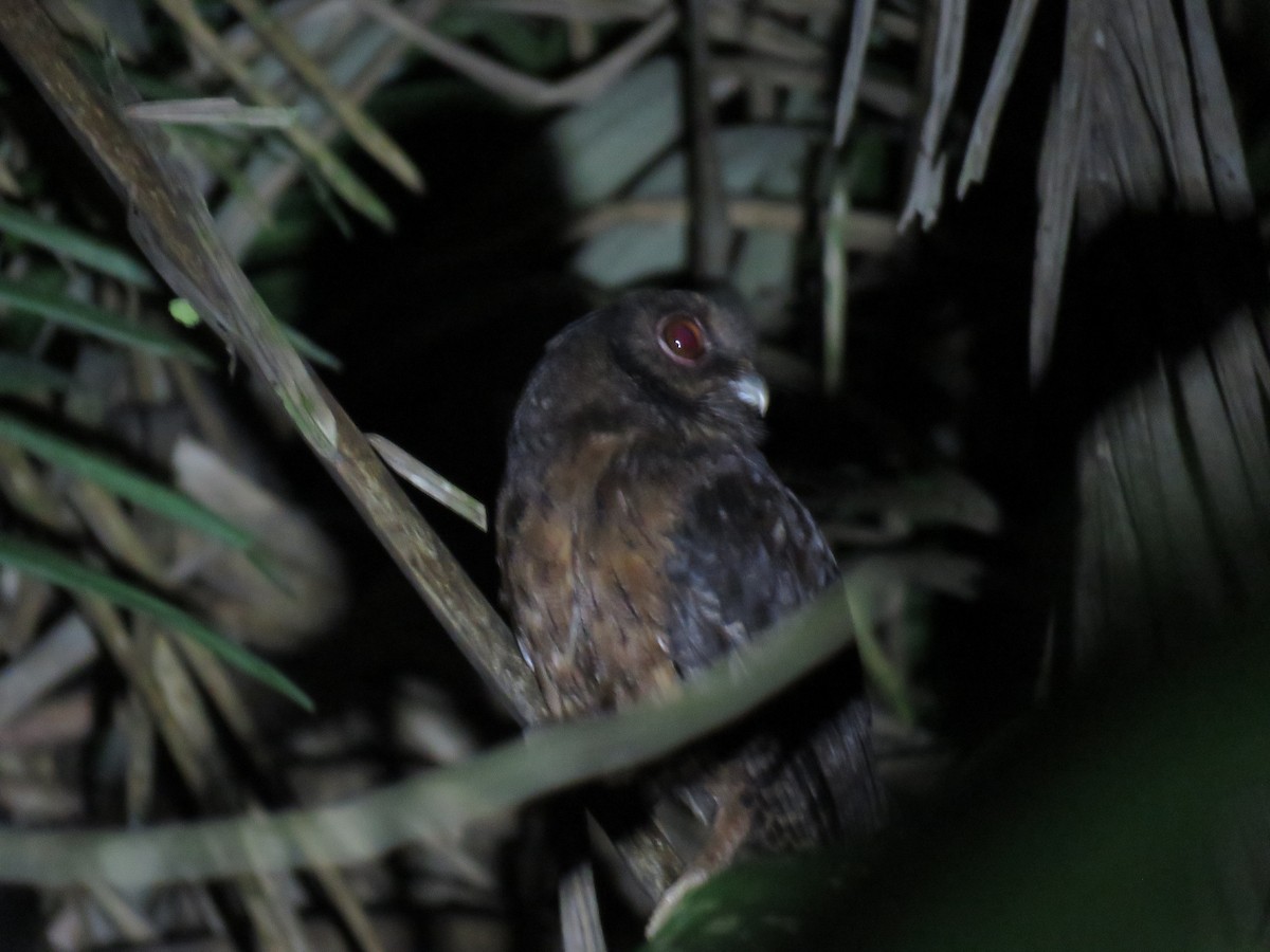 Tawny-bellied Screech-Owl (Tawny-bellied) - ML245930071