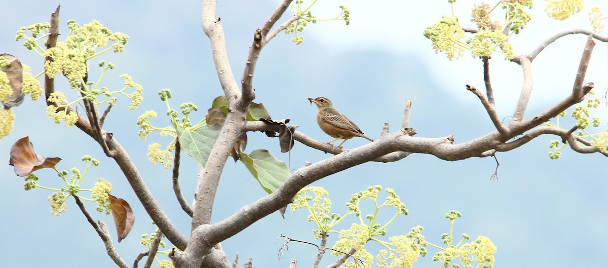 Long-billed Pipit - ML245931621