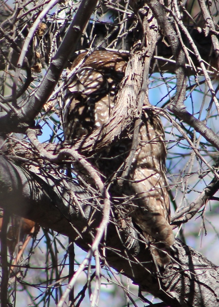 Spotted Owl - ML24593231