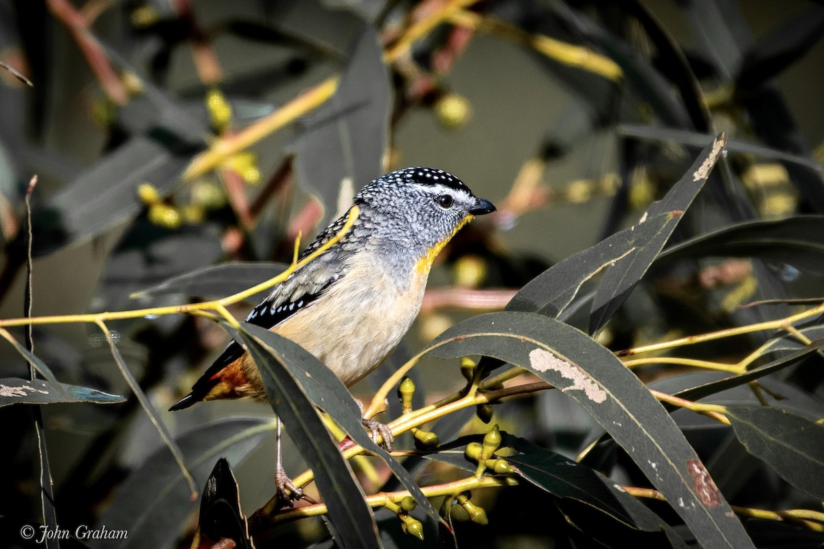 Spotted Pardalote - John Graham