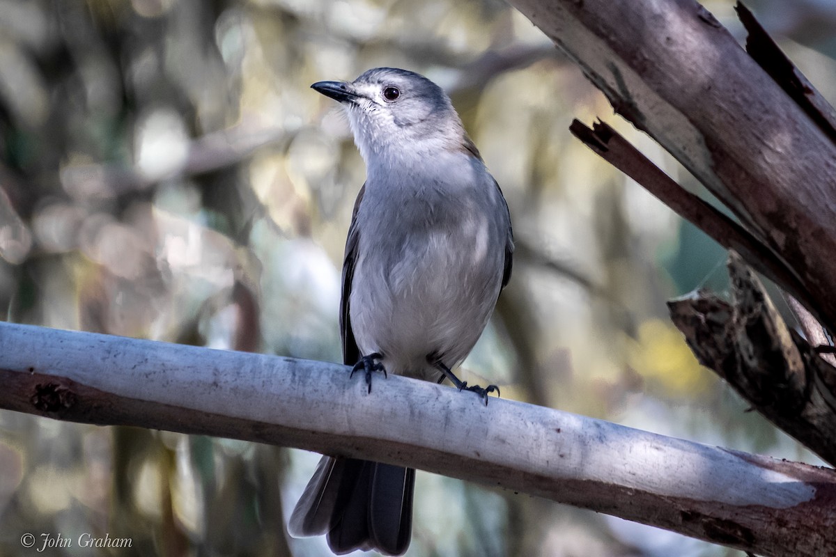 Gray Shrikethrush - John Graham