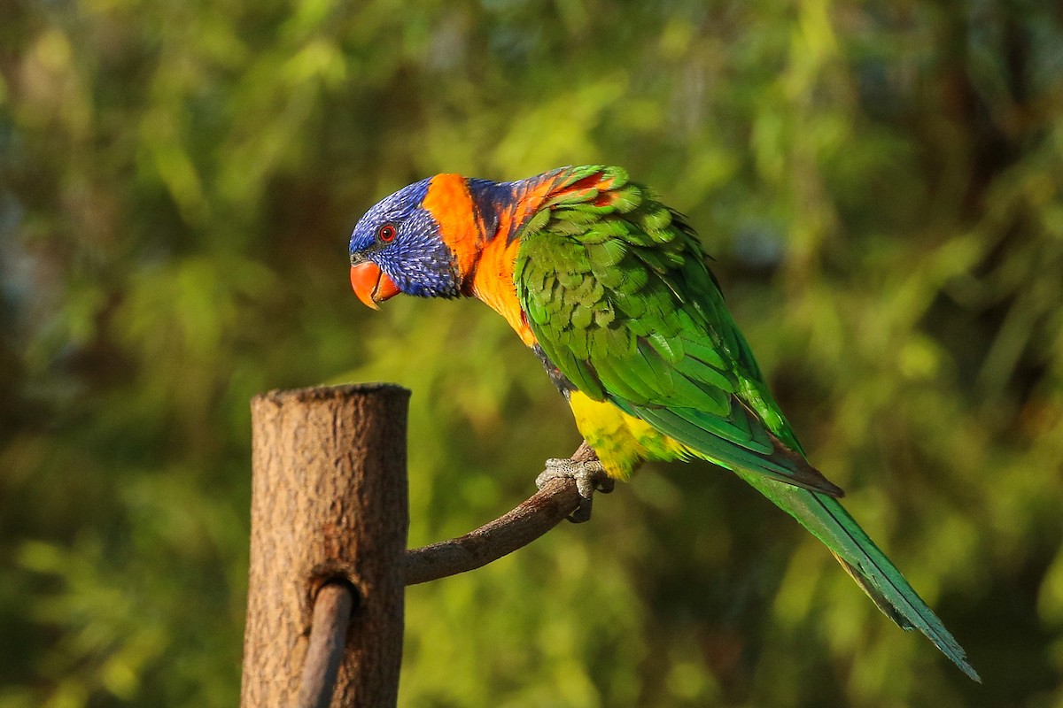 Red-collared Lorikeet - ML245933091