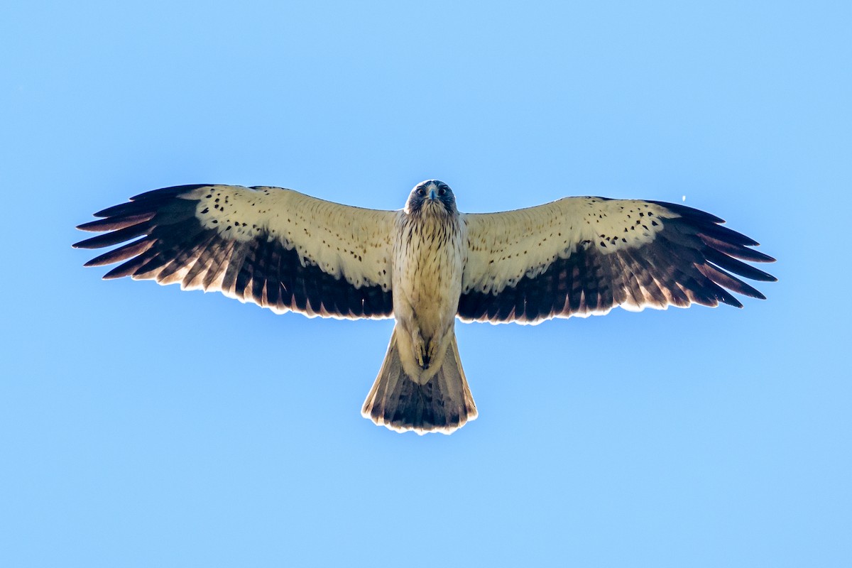 Booted Eagle - Manuel Fernandez-Bermejo