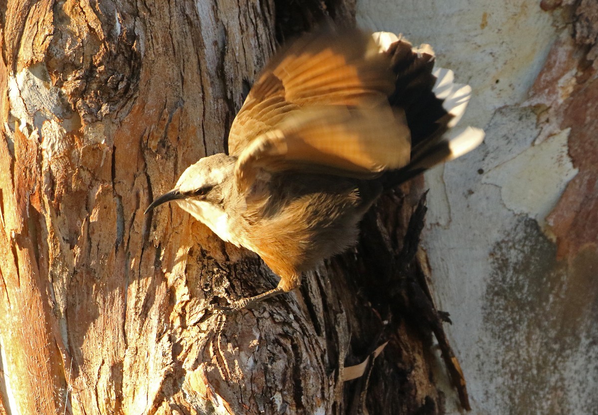 Gray-crowned Babbler - ML245934951