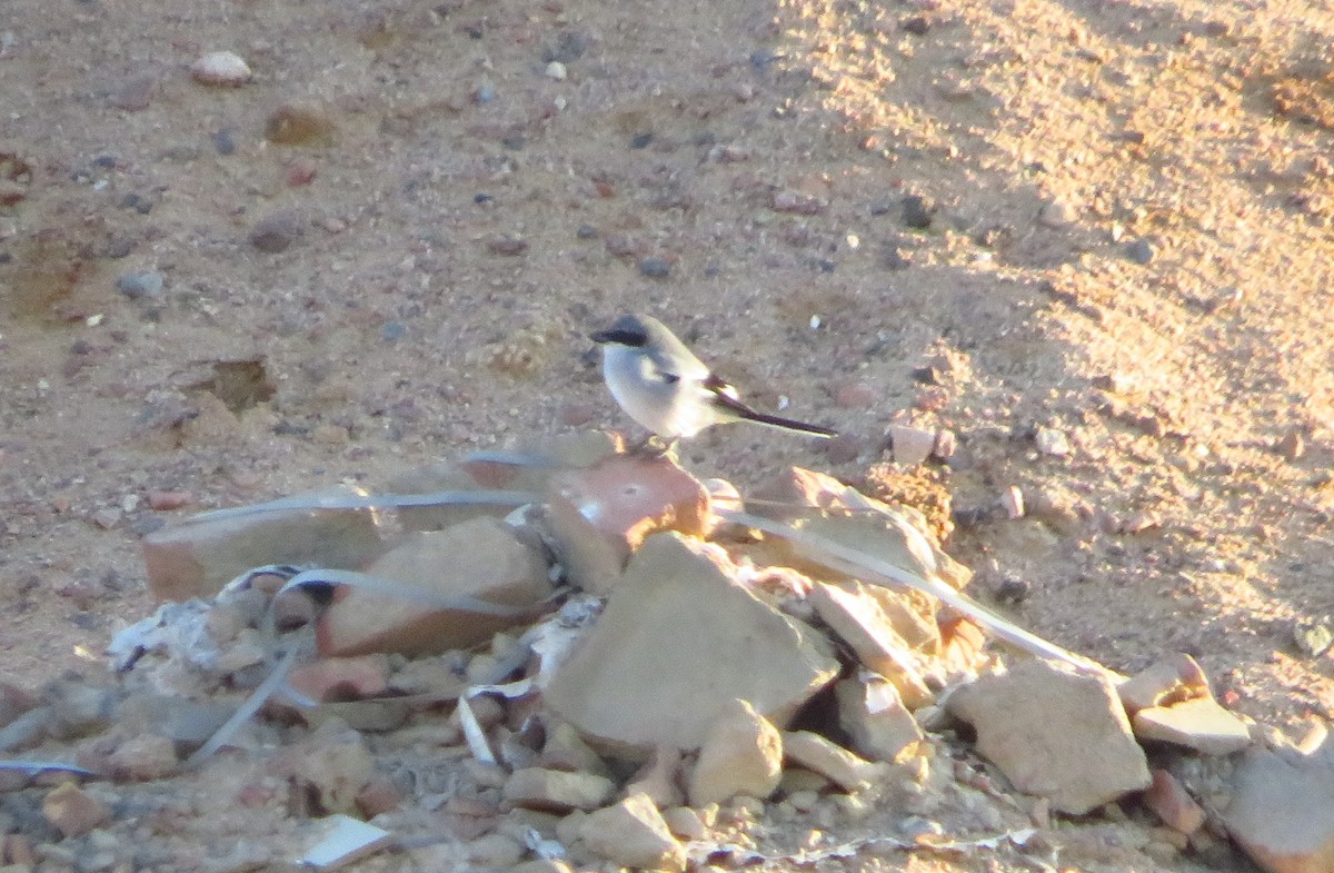 Great Gray Shrike - ML245935321