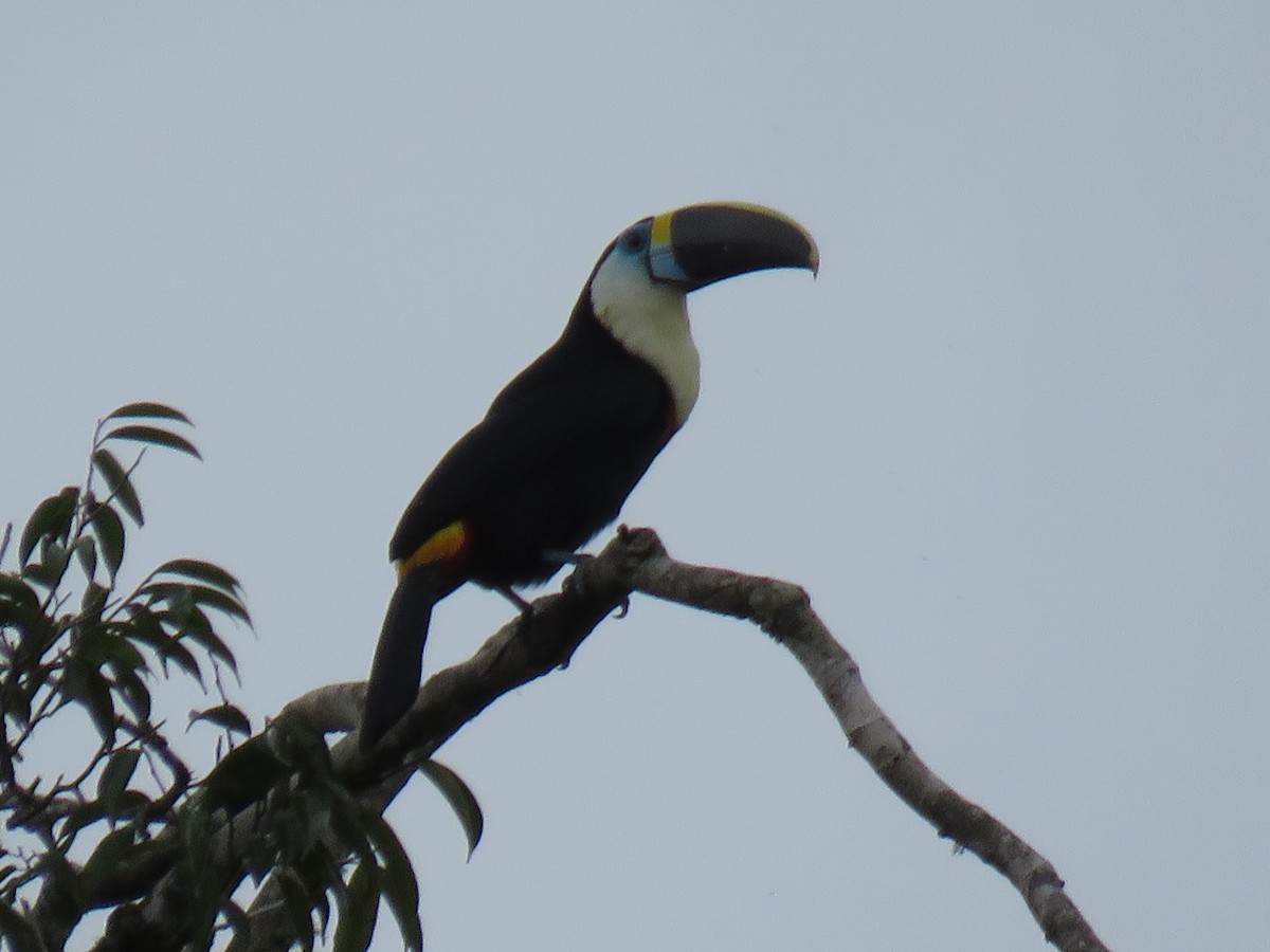 Channel-billed Toucan (Yellow-ridged) - Steve Mannix