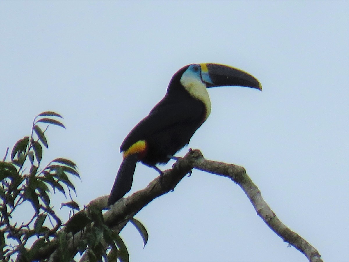 Channel-billed Toucan (Yellow-ridged) - Steve Mannix