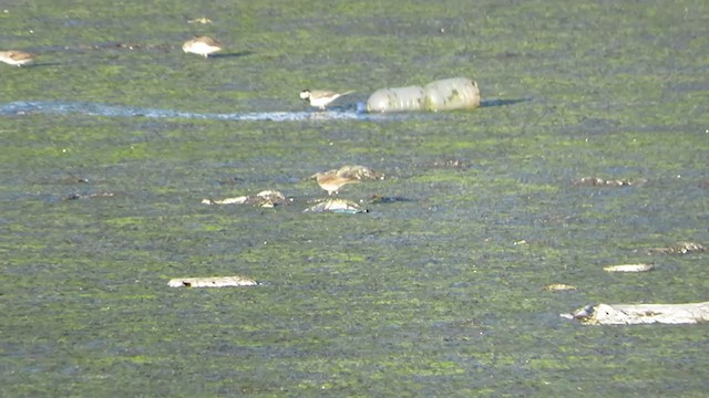 Water Pipit (Caucasian) - ML245936911