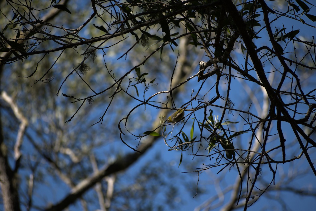 Silvereye - Anthony Contoleon