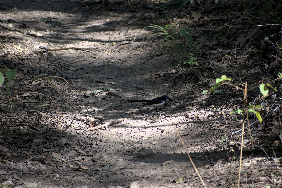 Willie-wagtail - ML245937421