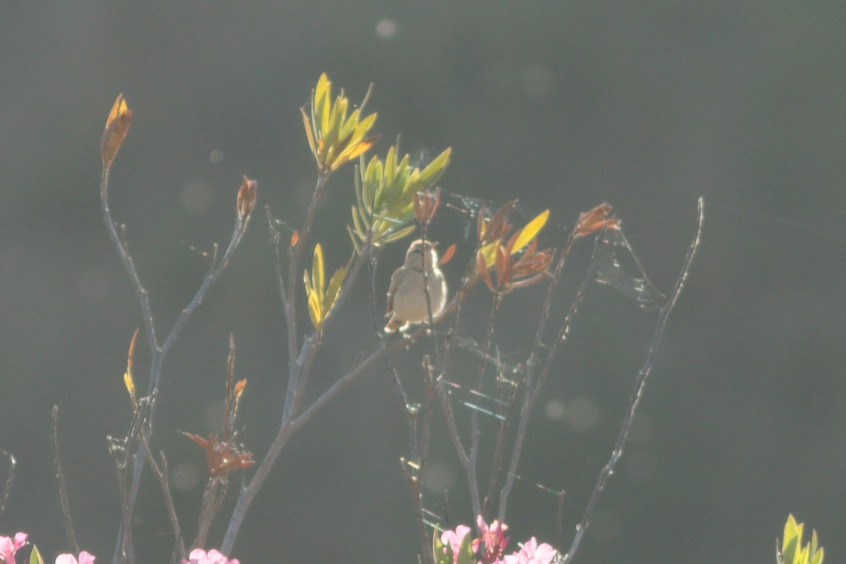 Rufous-tailed Scrub-Robin - ML245937691