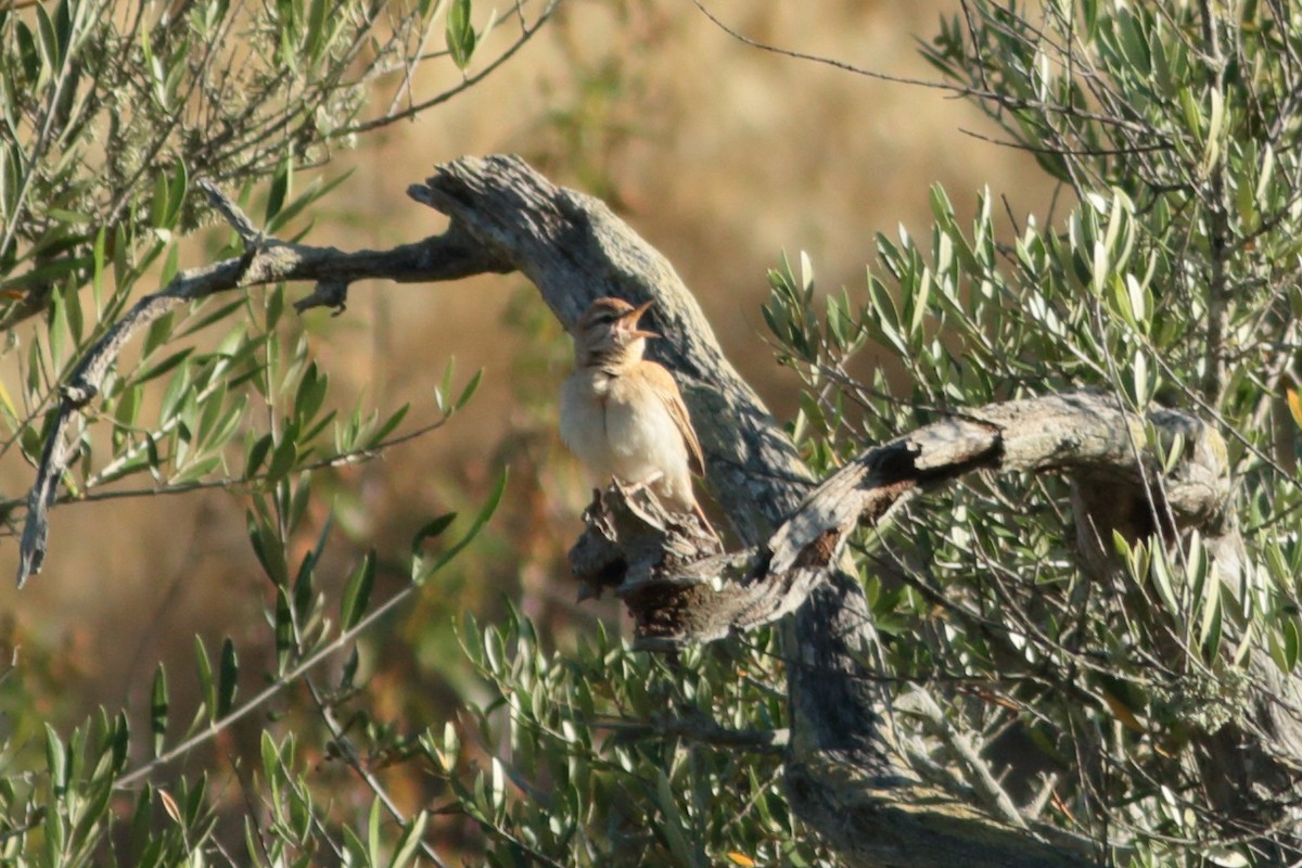 Rufous-tailed Scrub-Robin - ML245937811