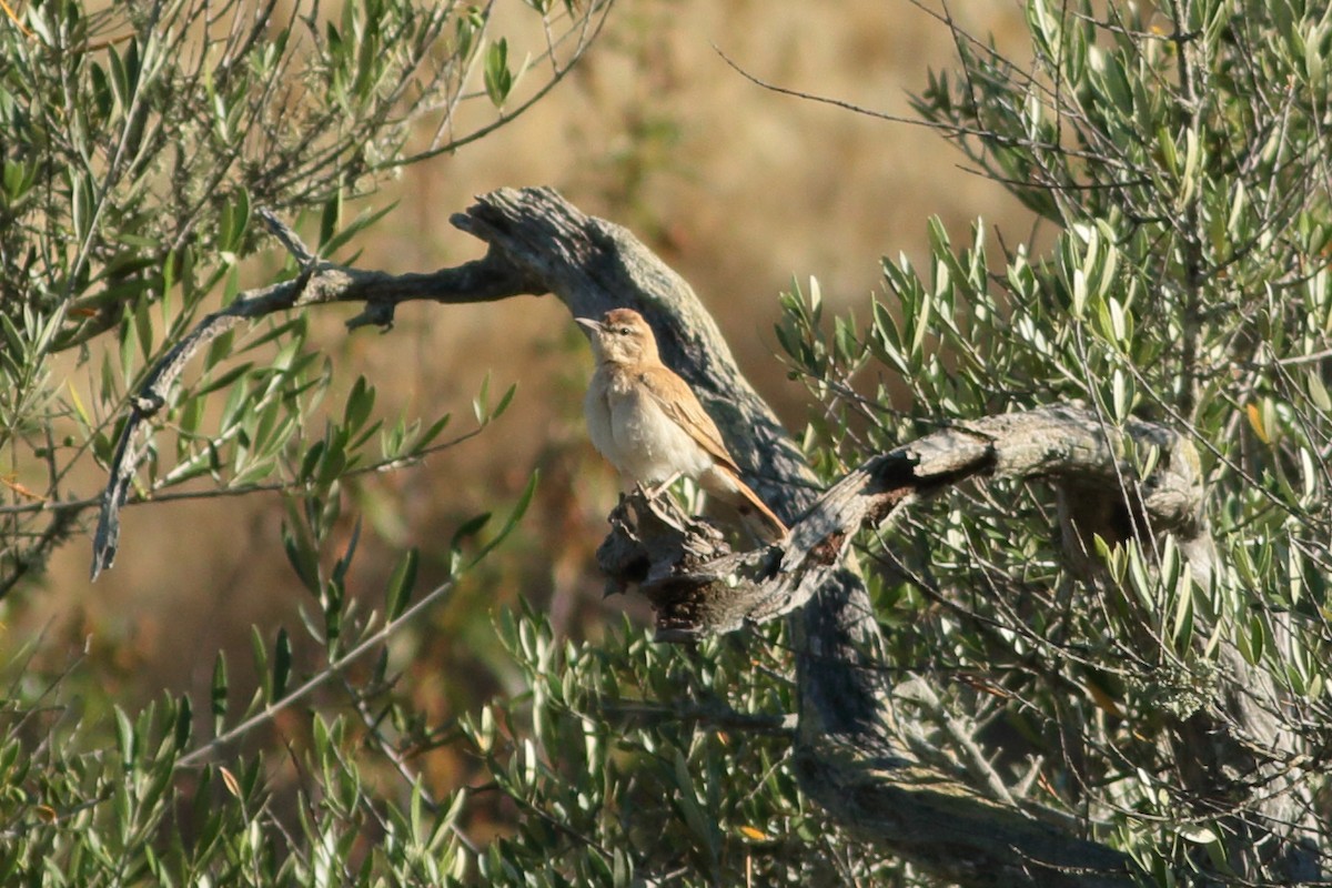 Rufous-tailed Scrub-Robin - ML245938271