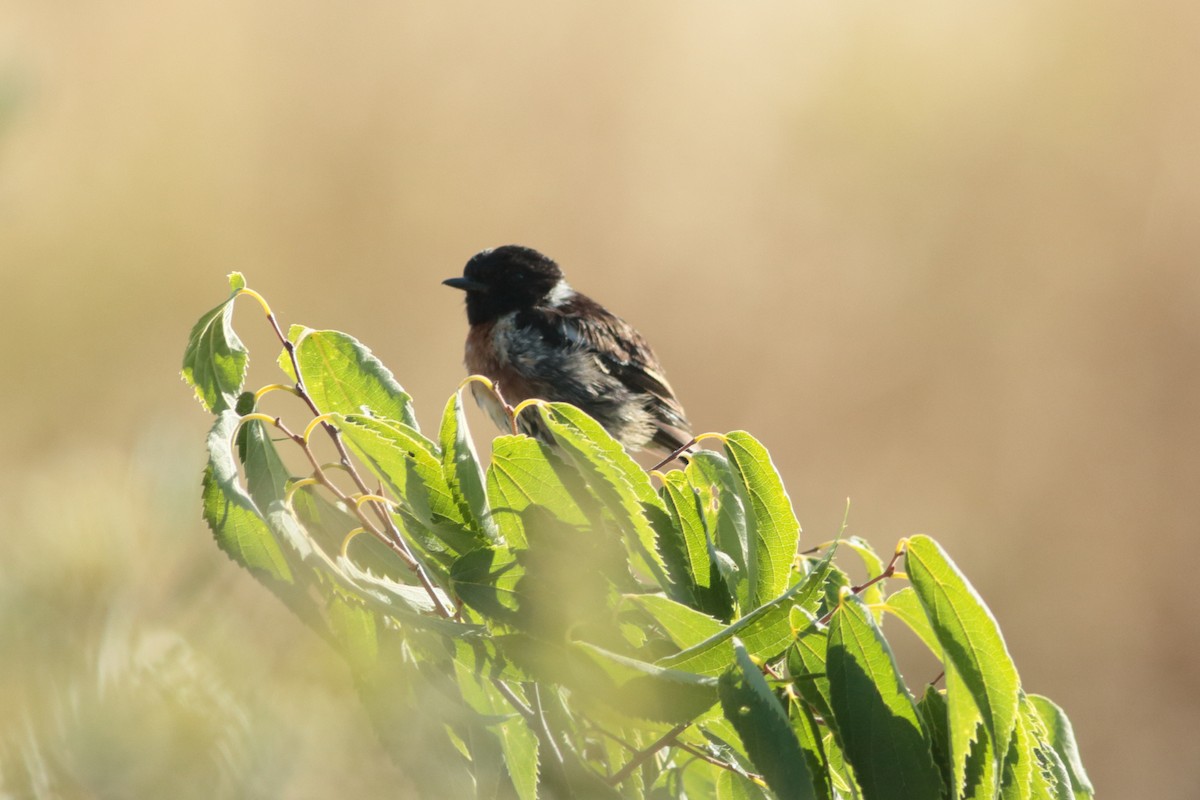 European Stonechat - ML245938541