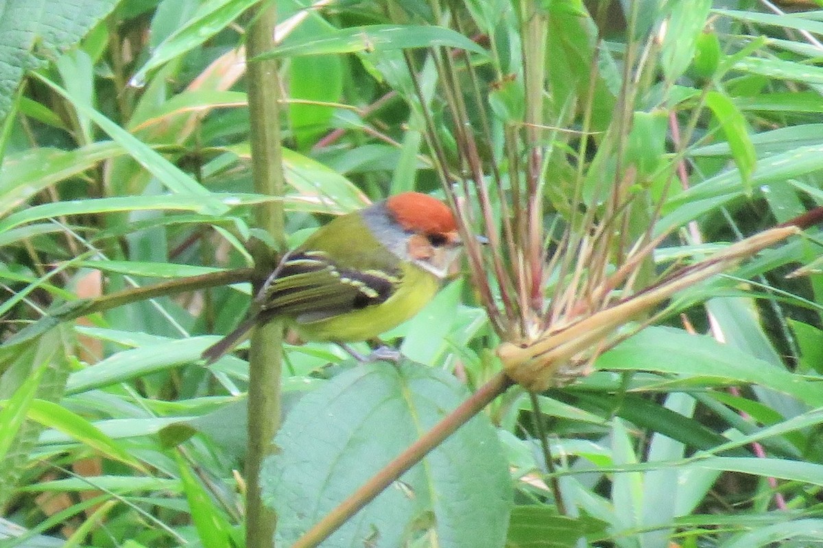 Rufous-crowned Tody-Flycatcher - Steve Mannix