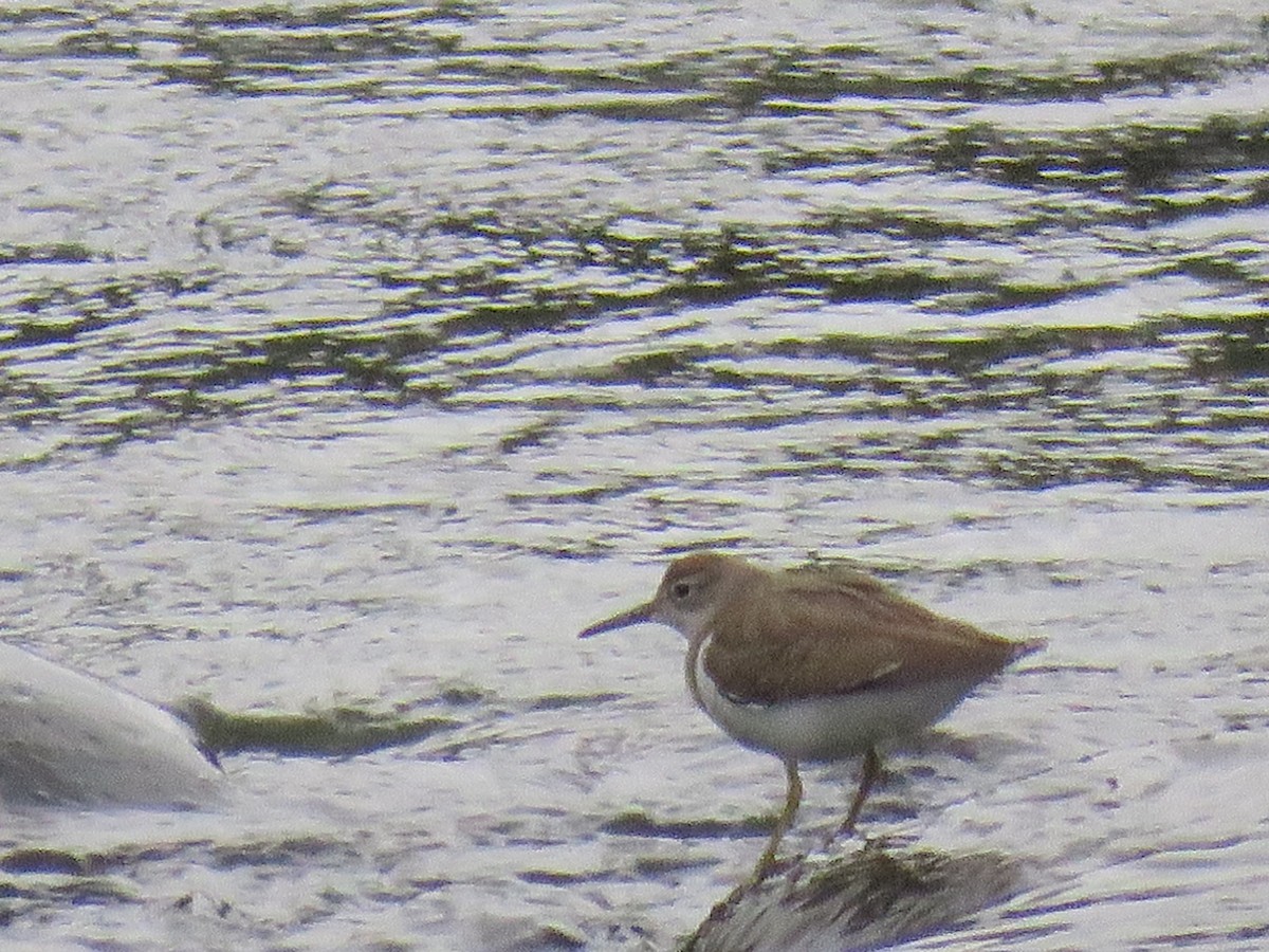 Spotted Sandpiper - Steve Mannix