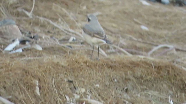 Northern Wheatear - ML245941091