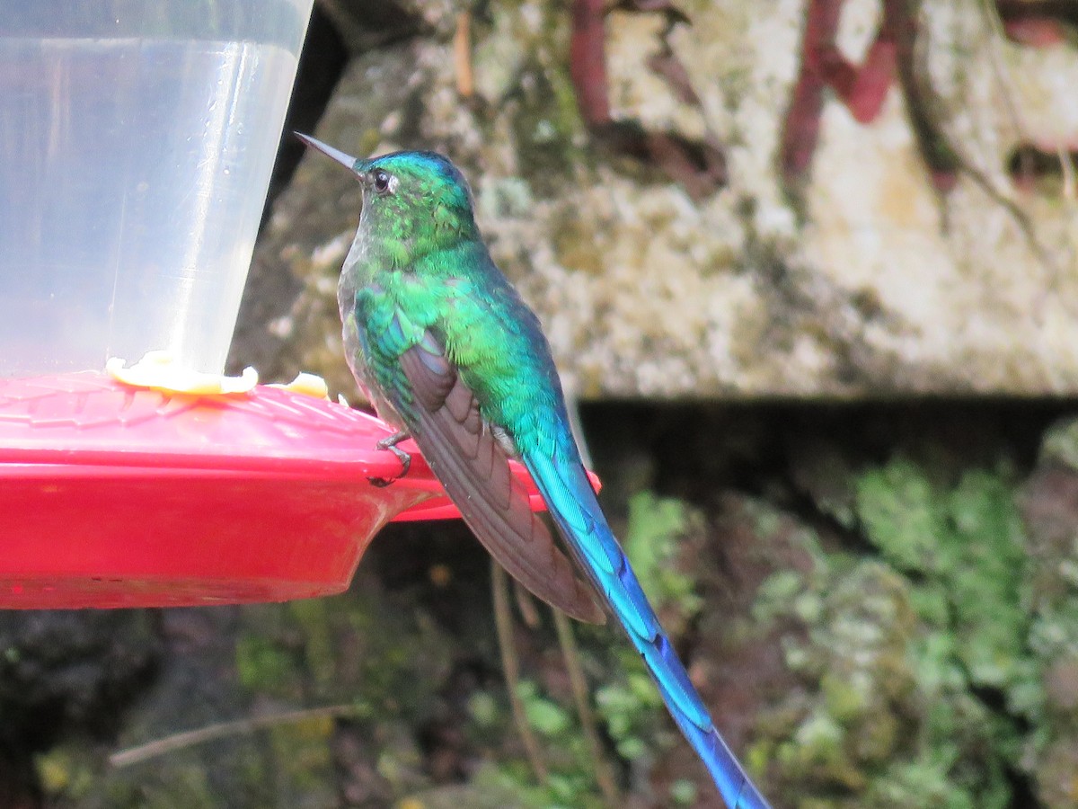 Long-tailed Sylph - Steve Mannix