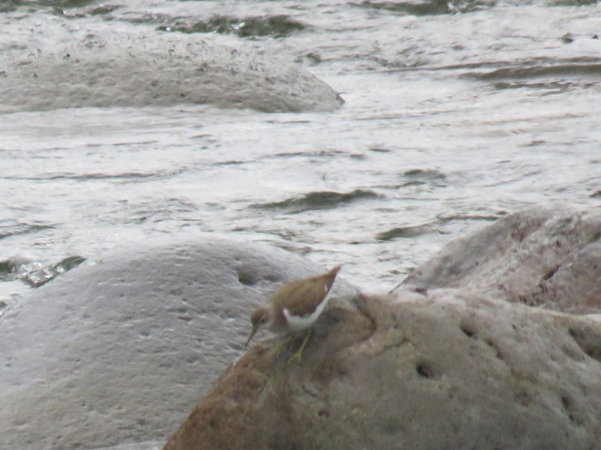 Spotted Sandpiper - ML245941571