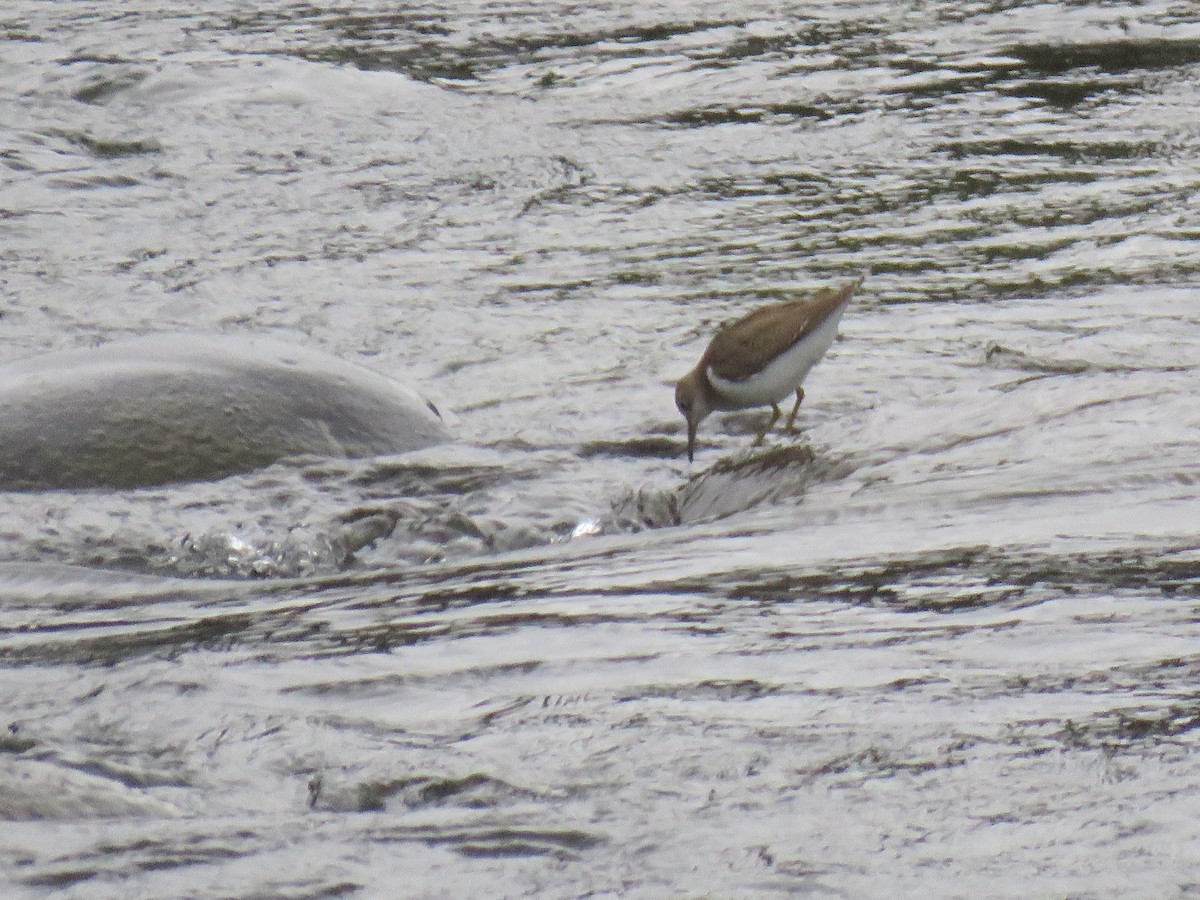 Spotted Sandpiper - ML245941641