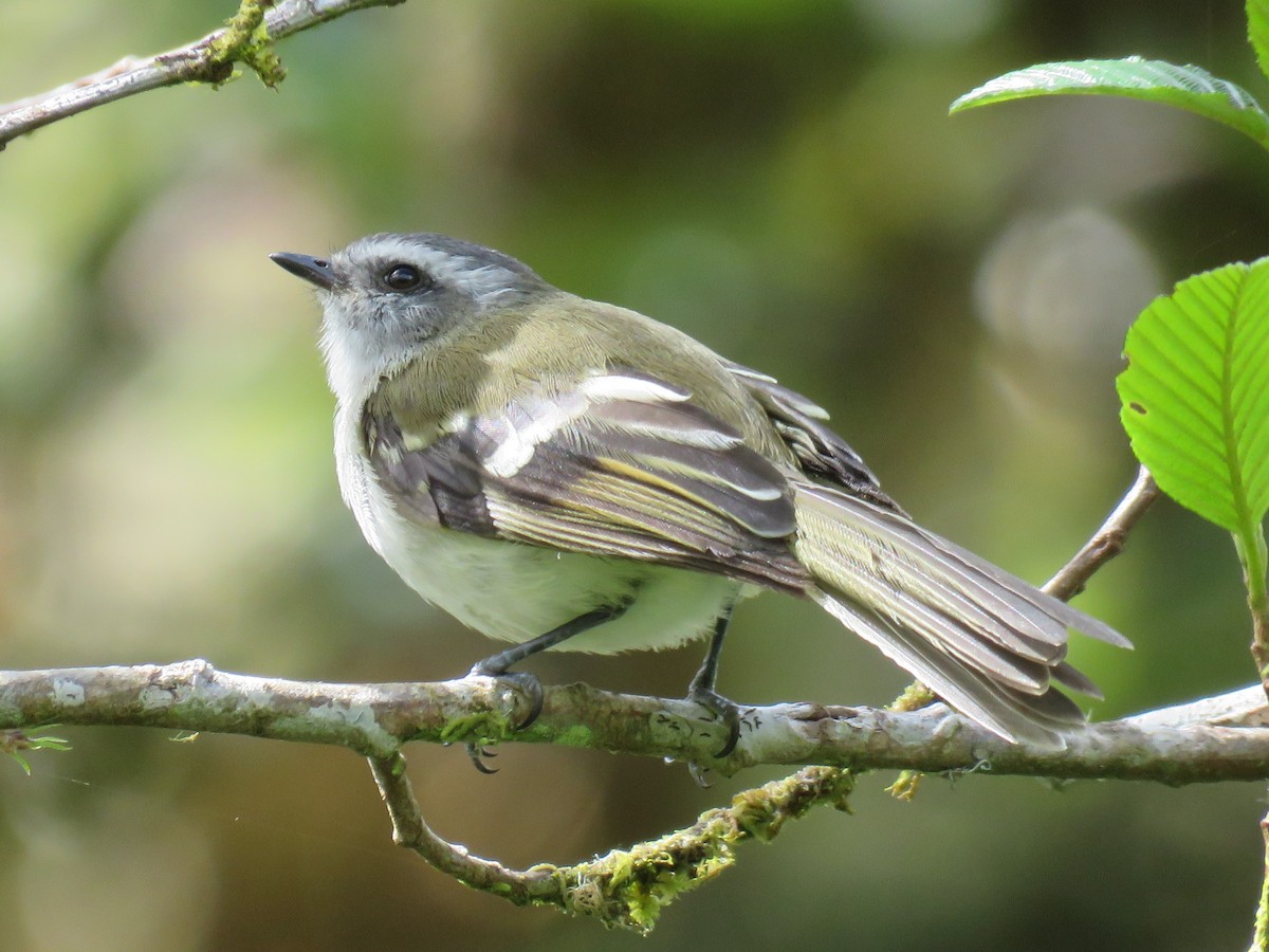 White-banded Tyrannulet - Steve Mannix