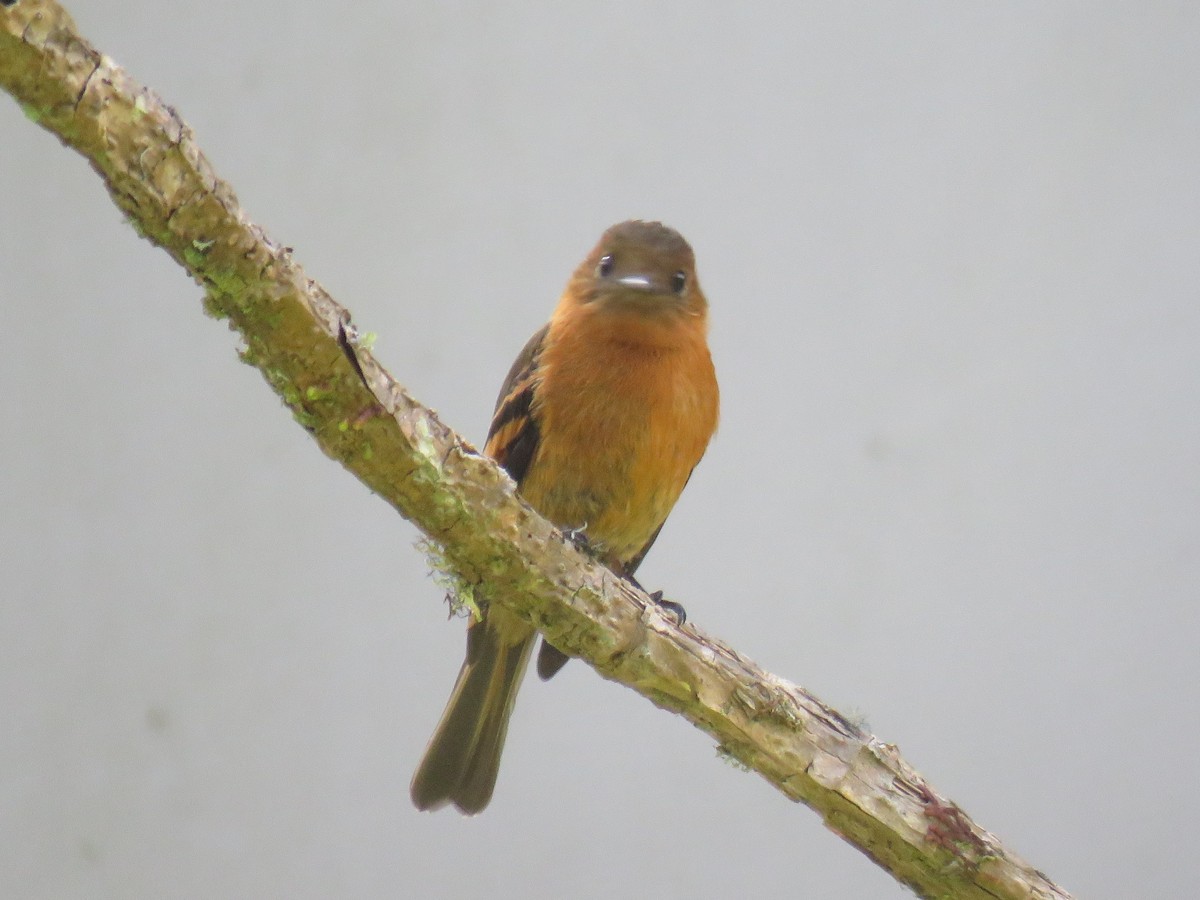 Cinnamon Flycatcher - Steve Mannix