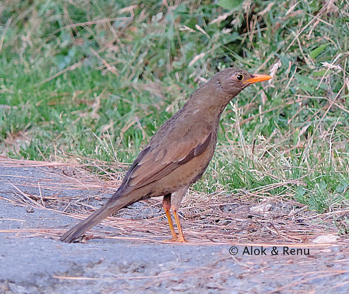 Gray-winged Blackbird - ML245943041