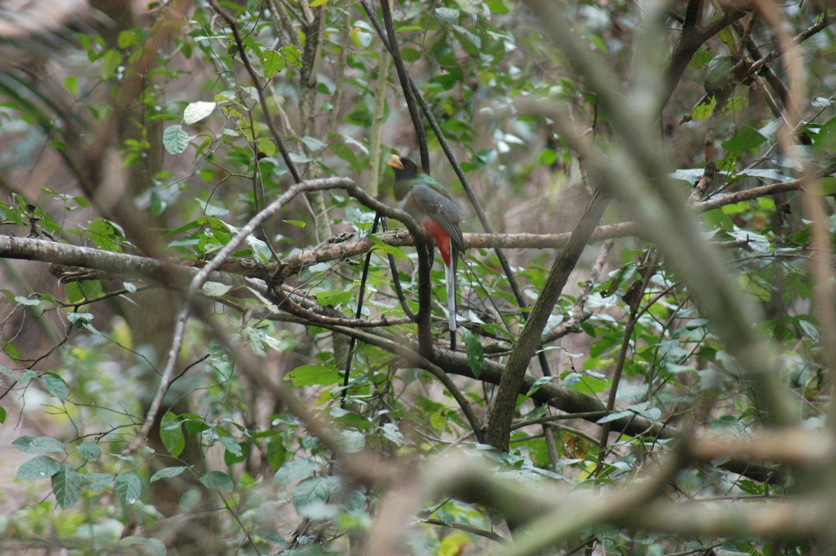 Coppery-tailed Trogon - David Lambeth