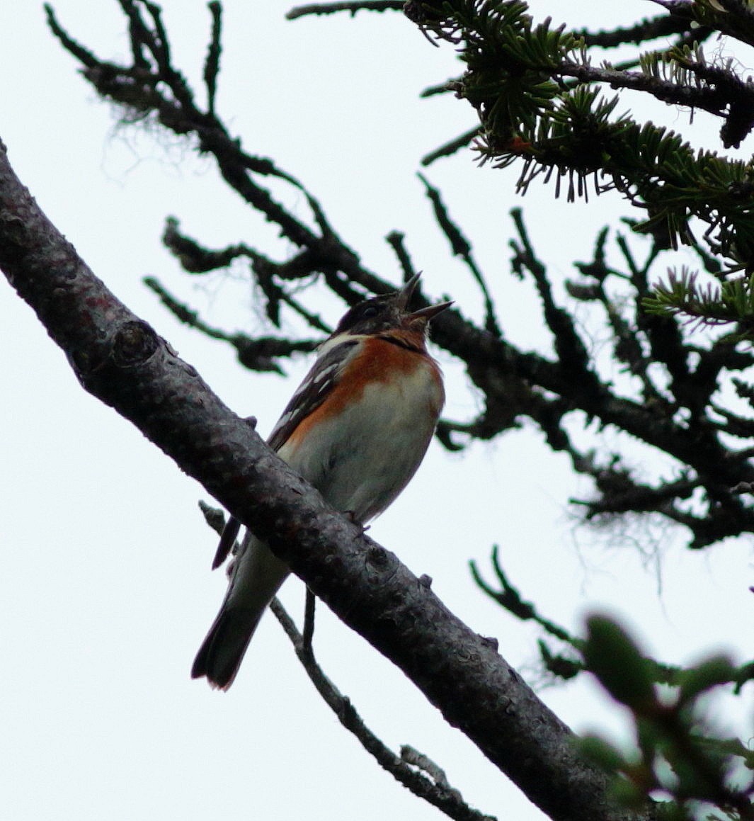 Bay-breasted Warbler - ML245943301