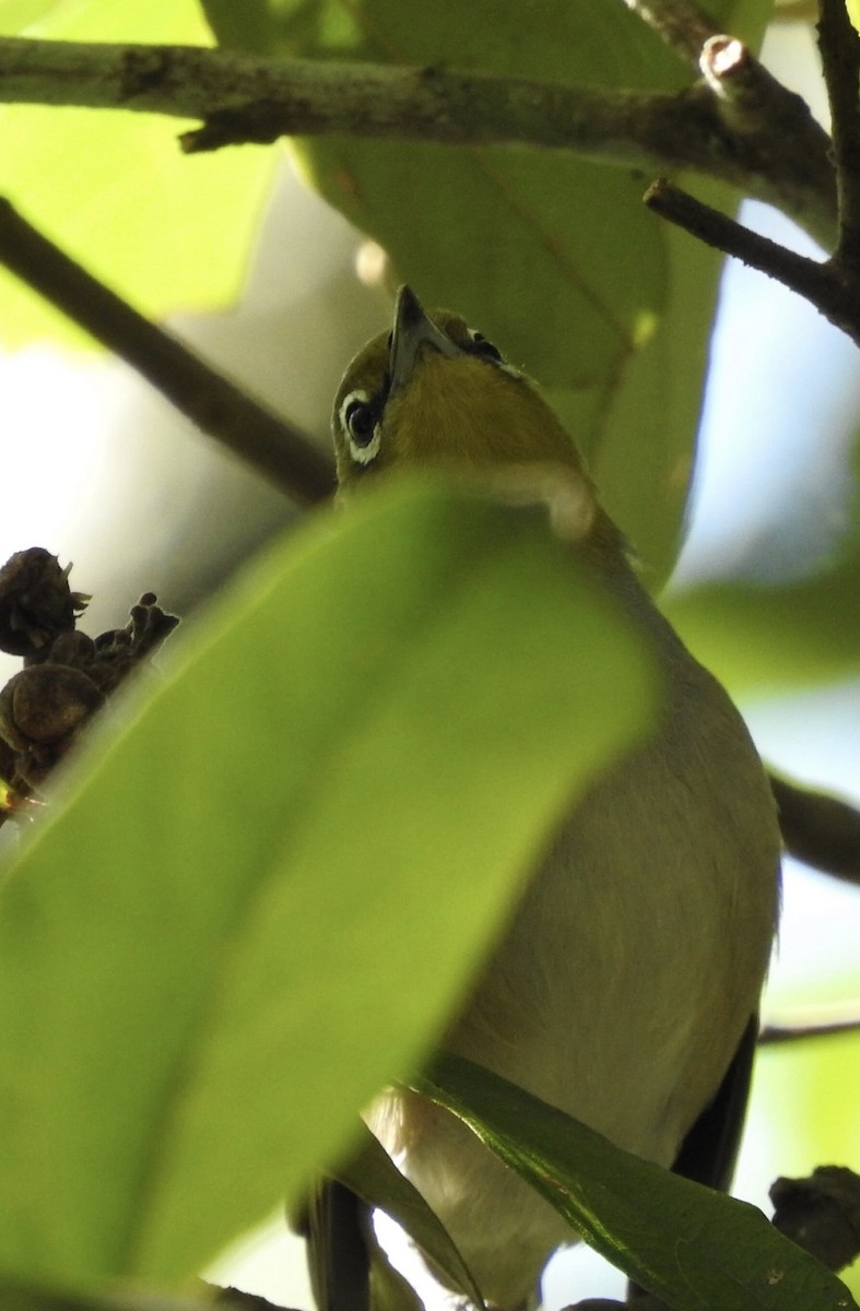 Silvereye - Ana de Joux