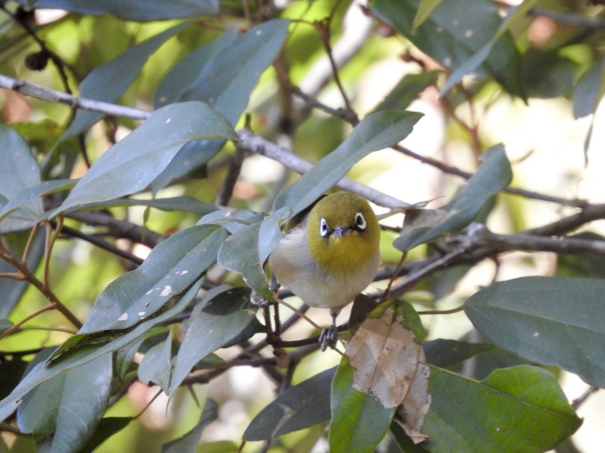 Silvereye - ML245944171