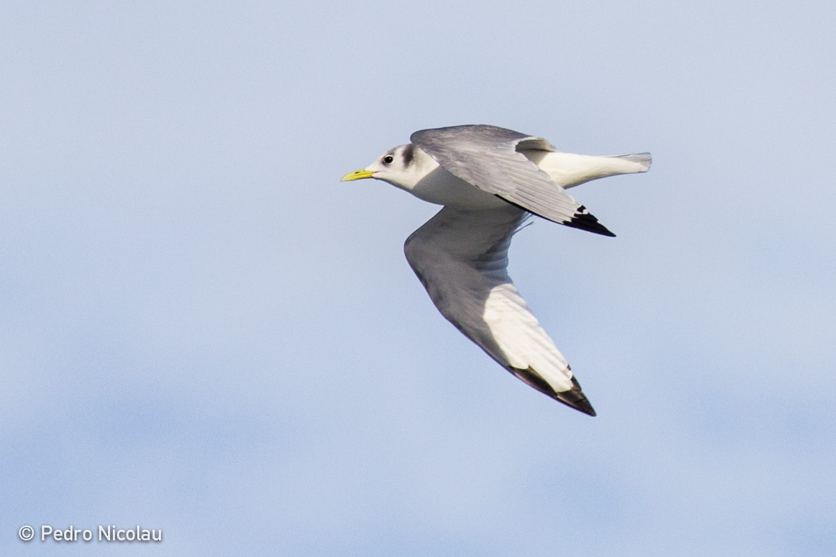 Black-legged Kittiwake - Pedro Nicolau