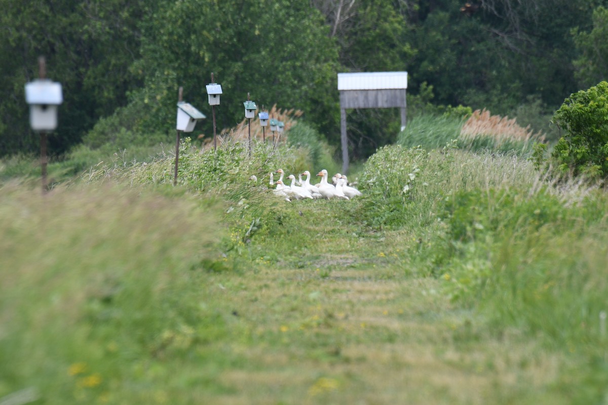 Snow Goose - ML245945451