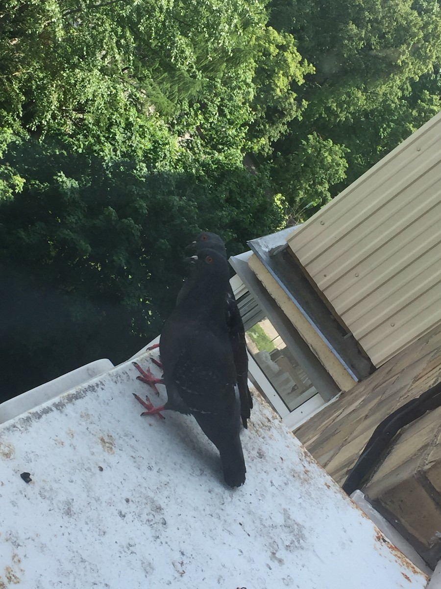 Rock Pigeon - ML245945501