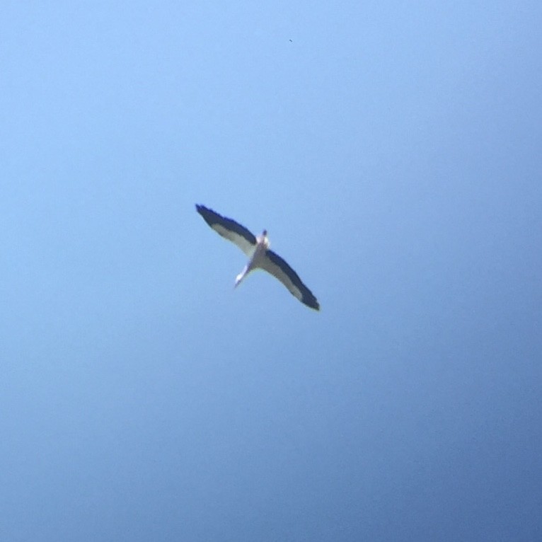 White Stork - ML245947271