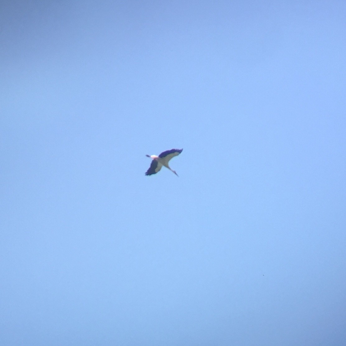 White Stork - ML245947281