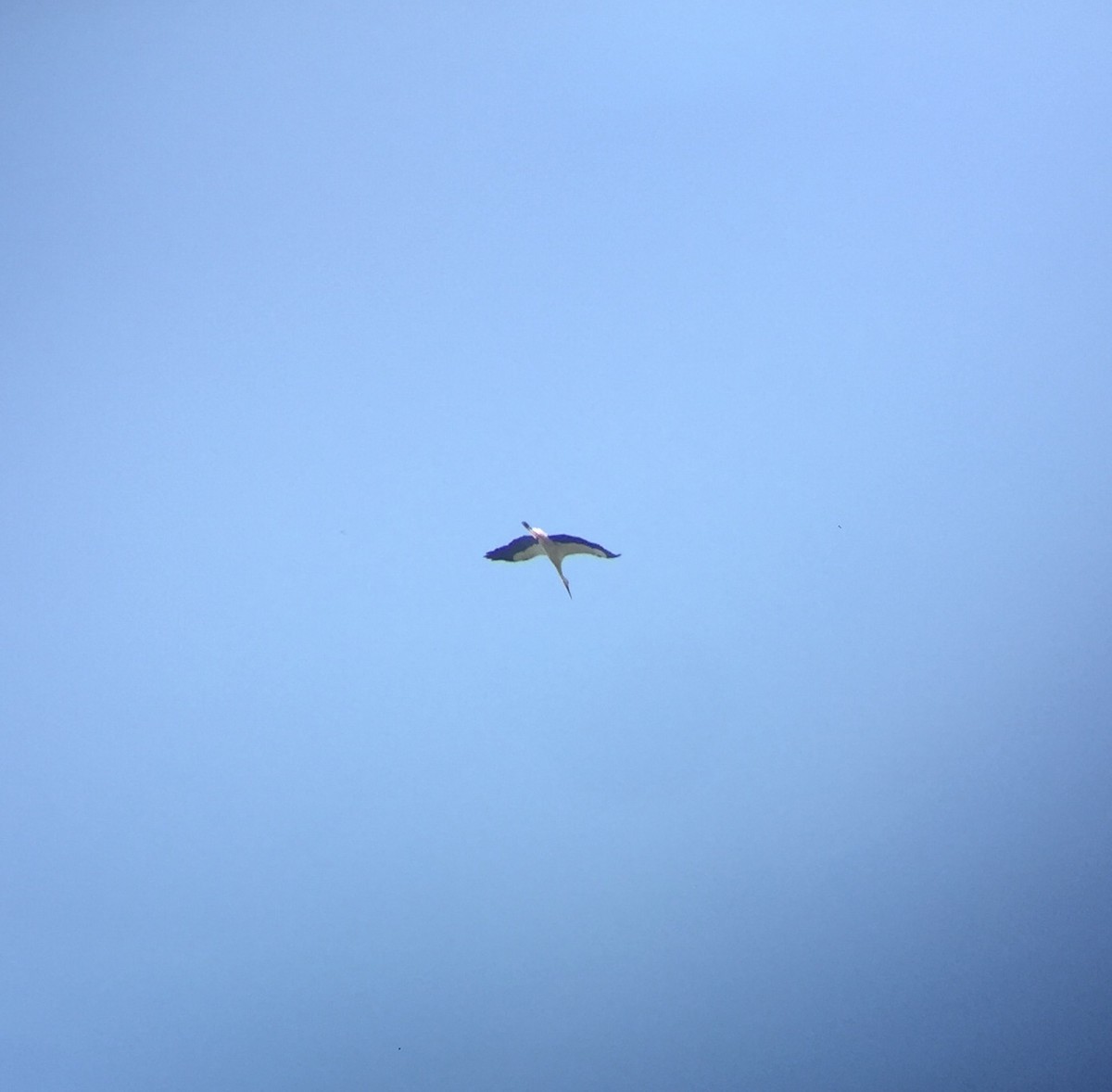 White Stork - ML245947291