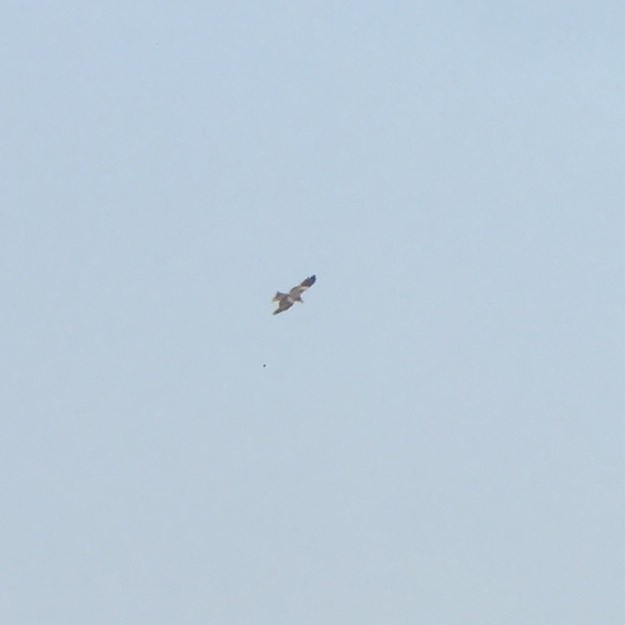 Black Kite - ML245947301