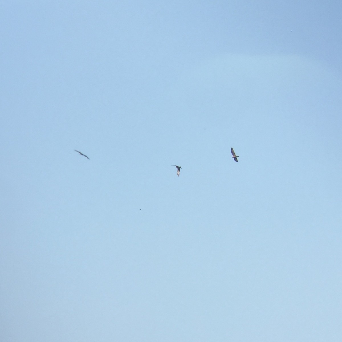 Black Kite - ML245947311