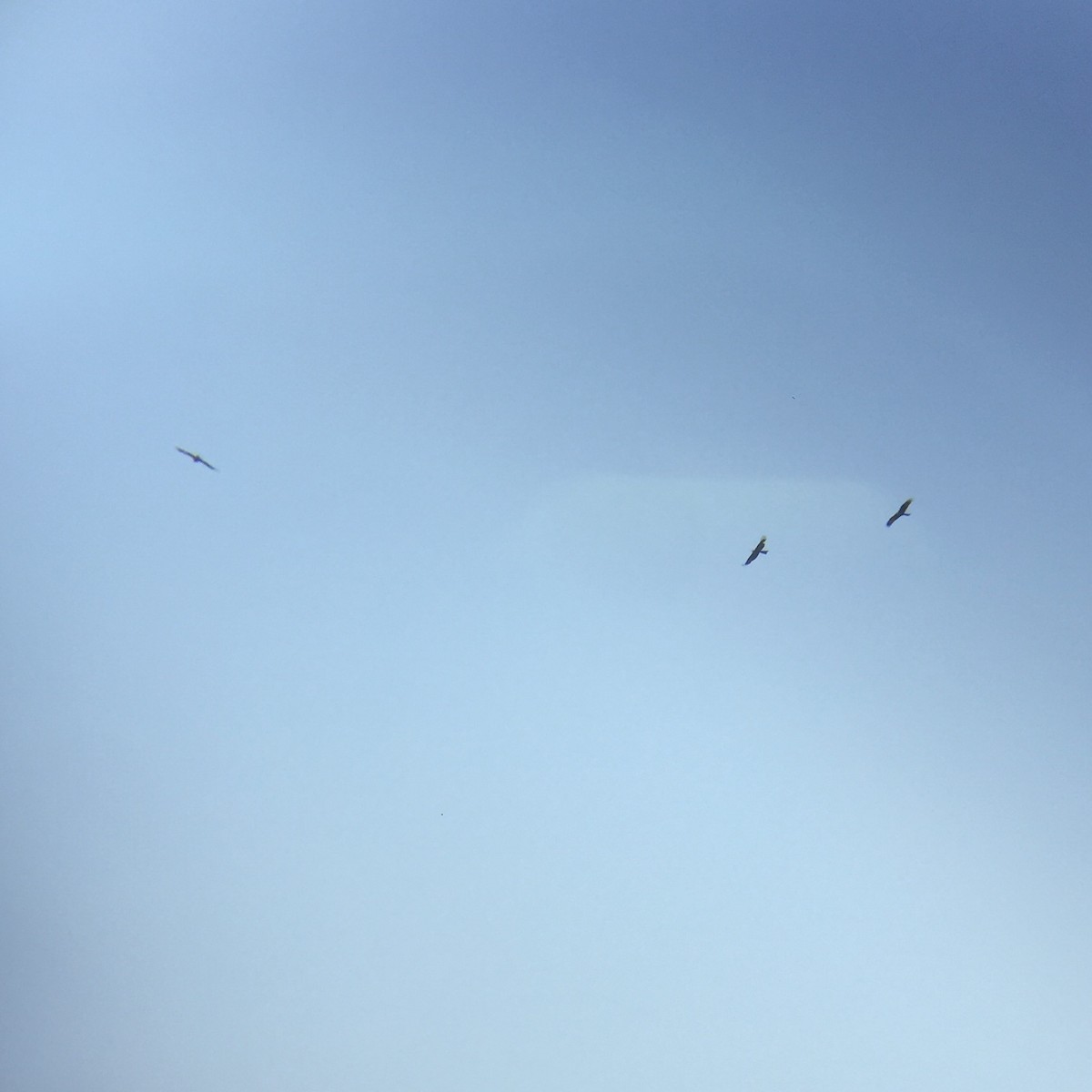 Black Kite - ML245947321