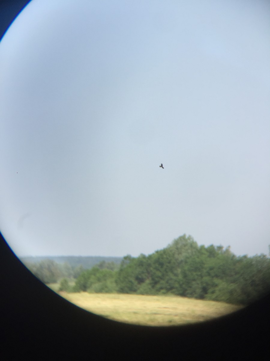 Black Kite - ML245947341