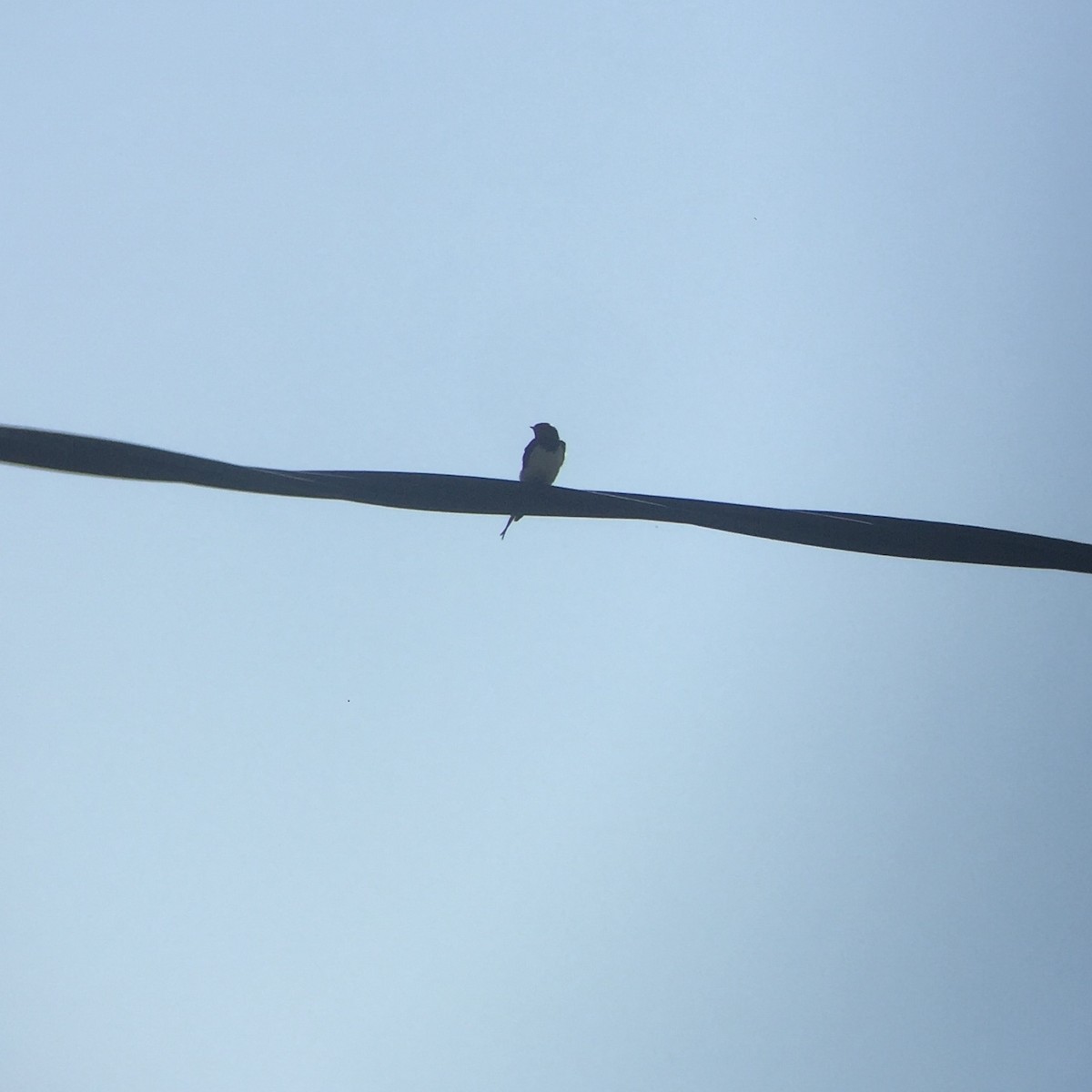 Barn Swallow - ML245947481