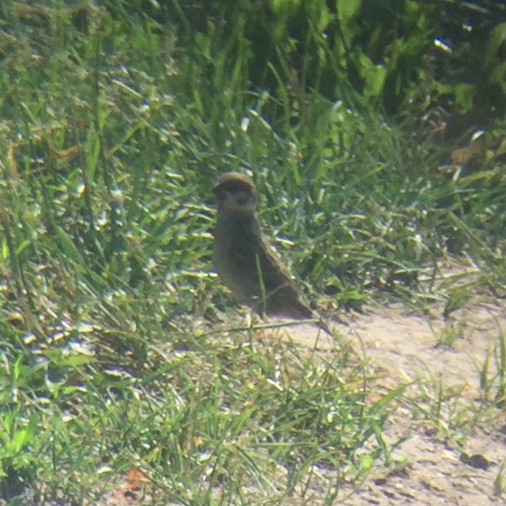 House Sparrow - ML245947501