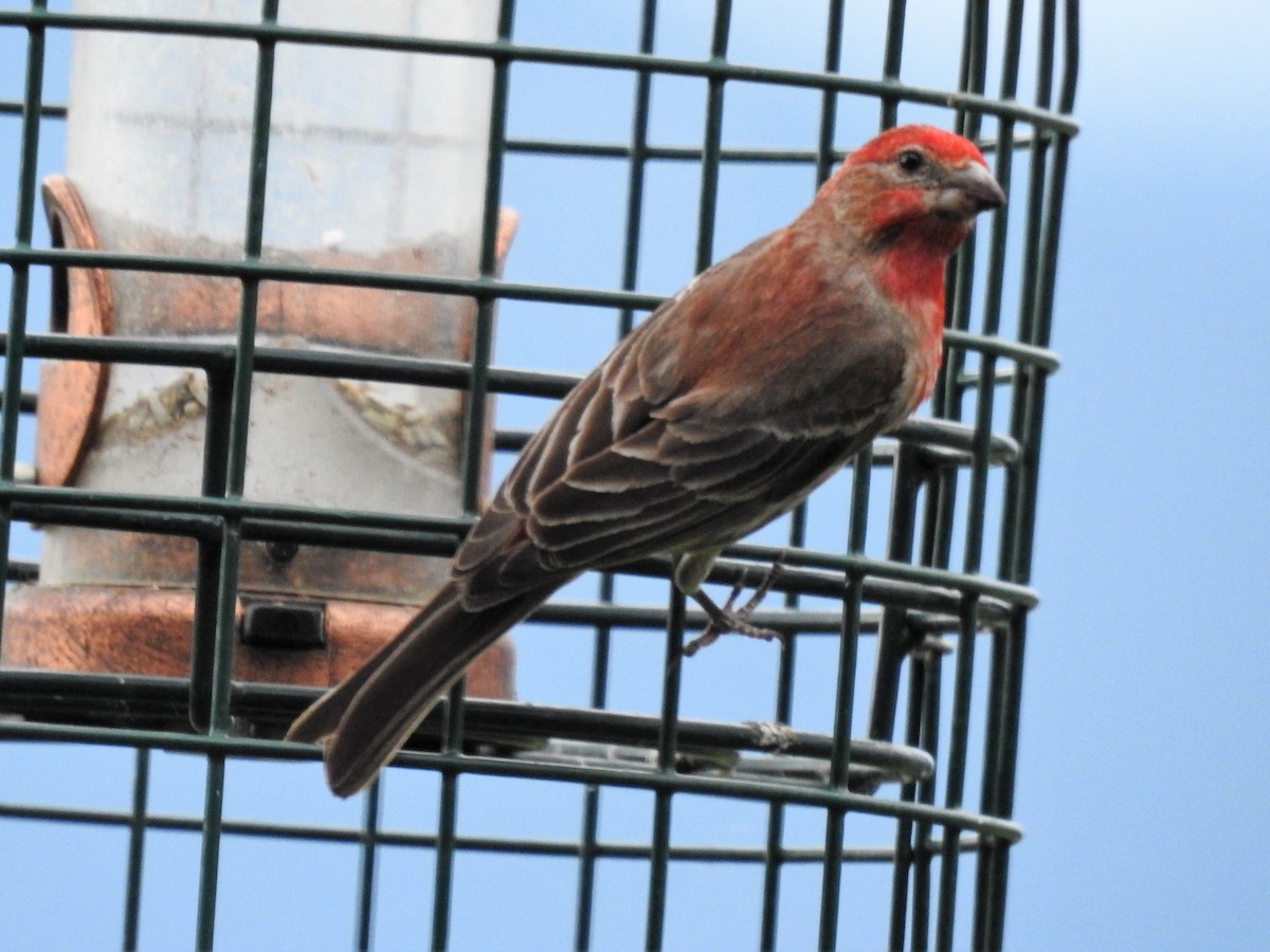 House Finch - ML245950051