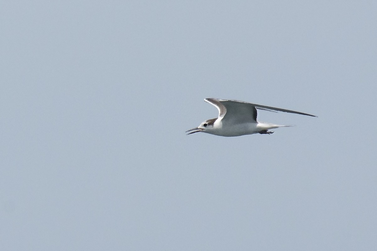 Aleutian Tern - ML245950531