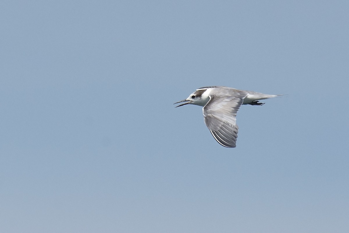 Aleutian Tern - ML245950551