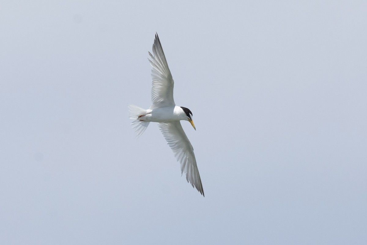 Little Tern - ML245950601