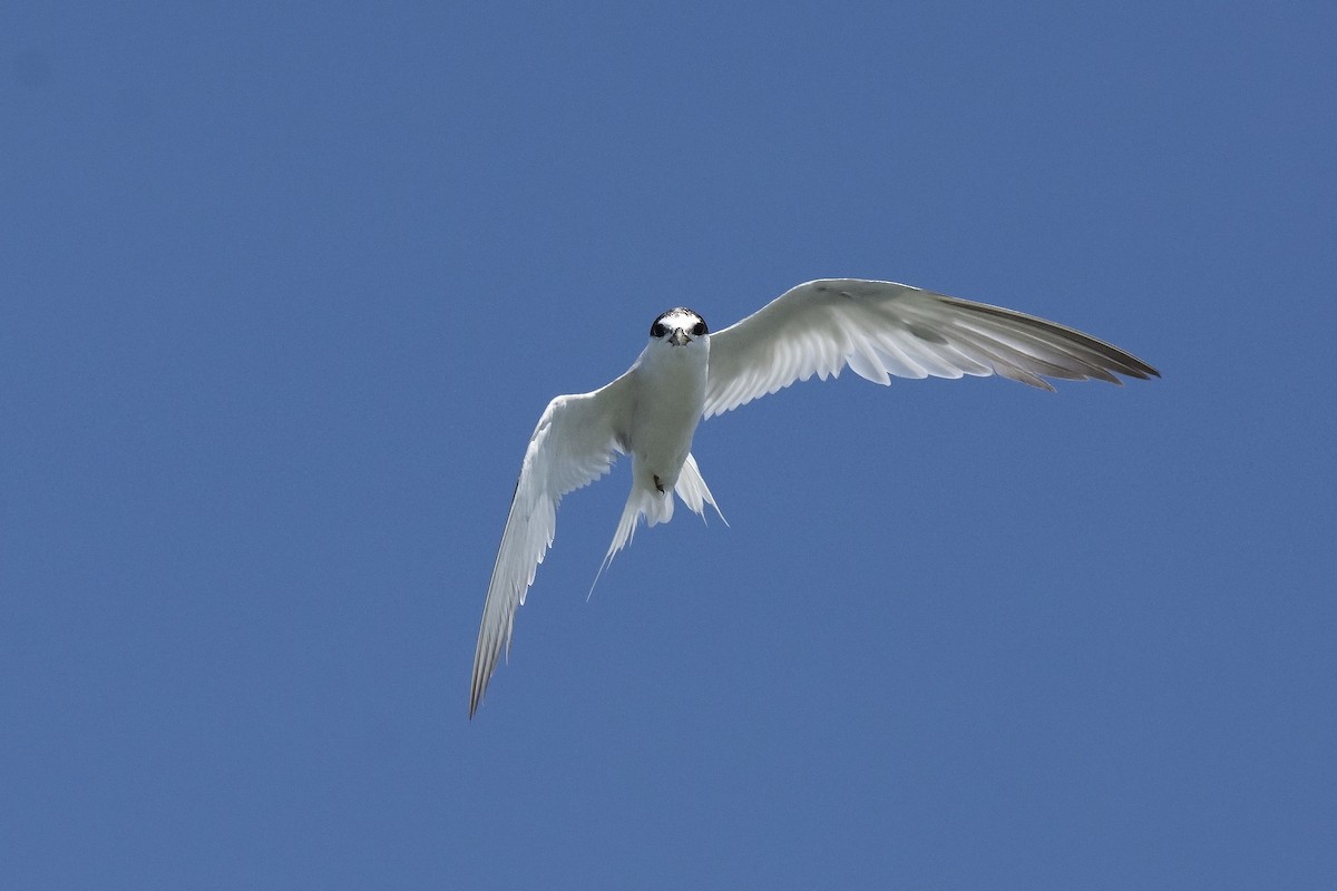 Little Tern - ML245950611