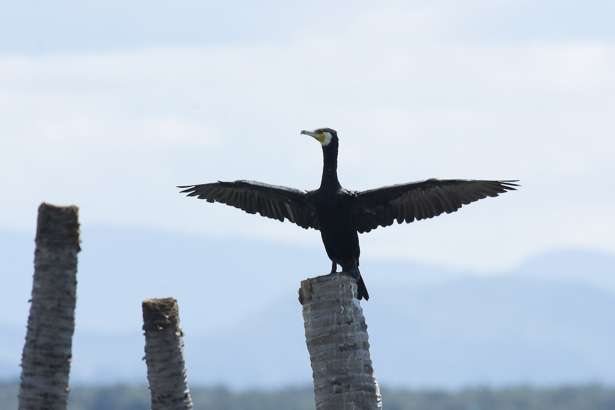 Great Cormorant - ML245950951